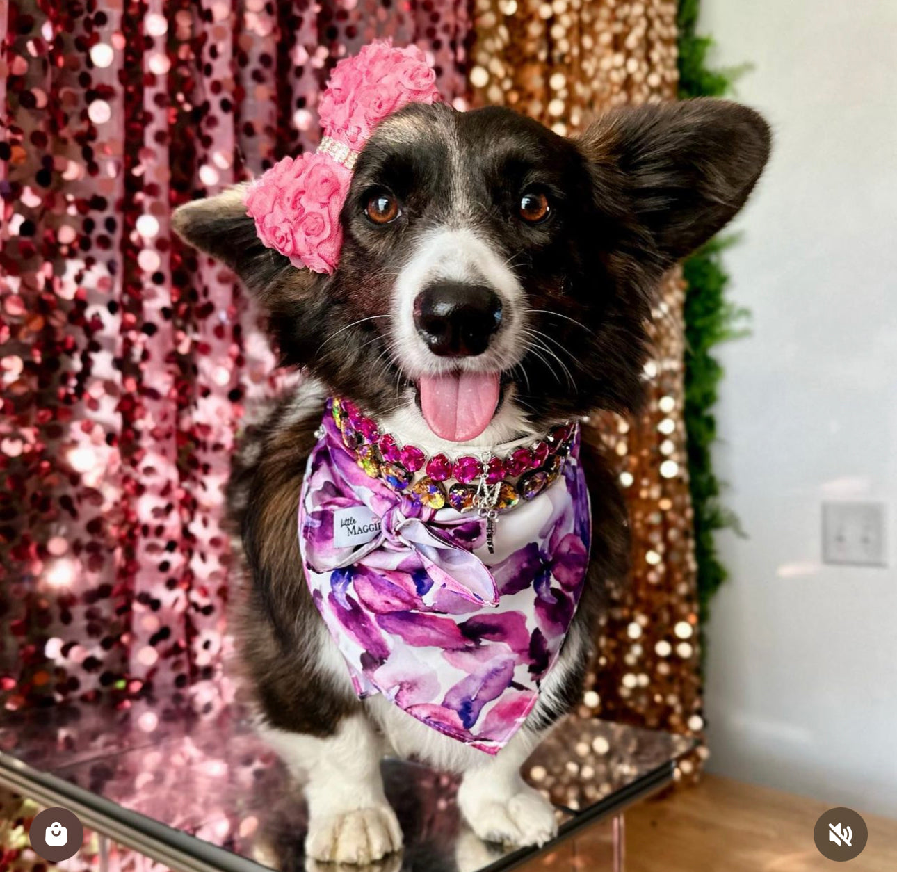 Classics: Fuchsia Blooms