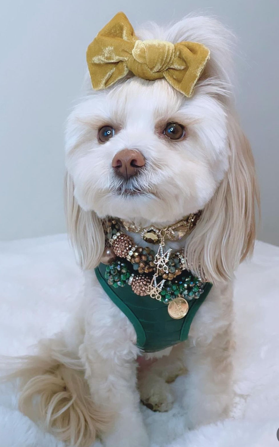 Velvet Knot Bow: Golden