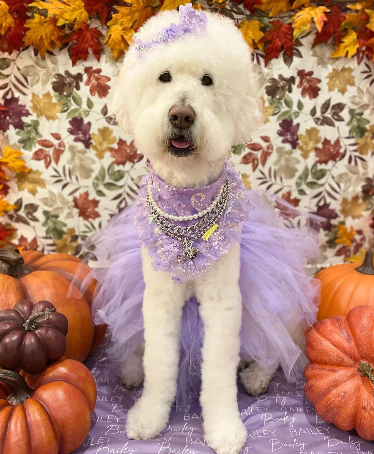 Celebrations II: The Bella