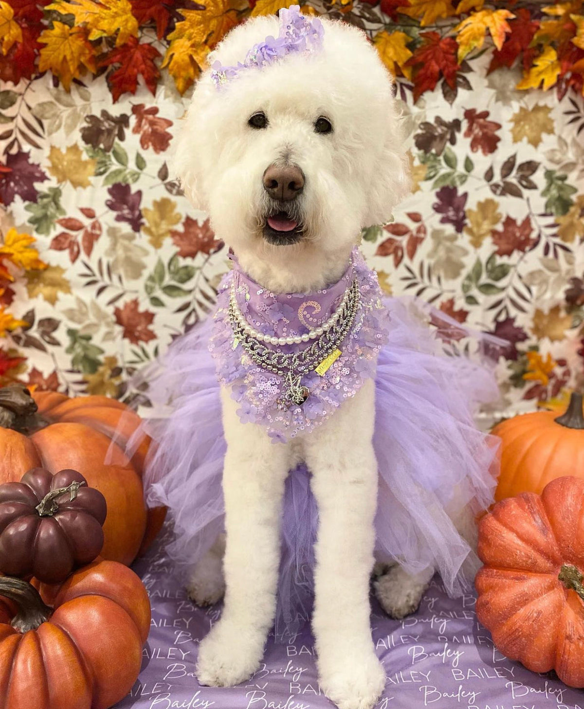 Celebrations II: The Bella