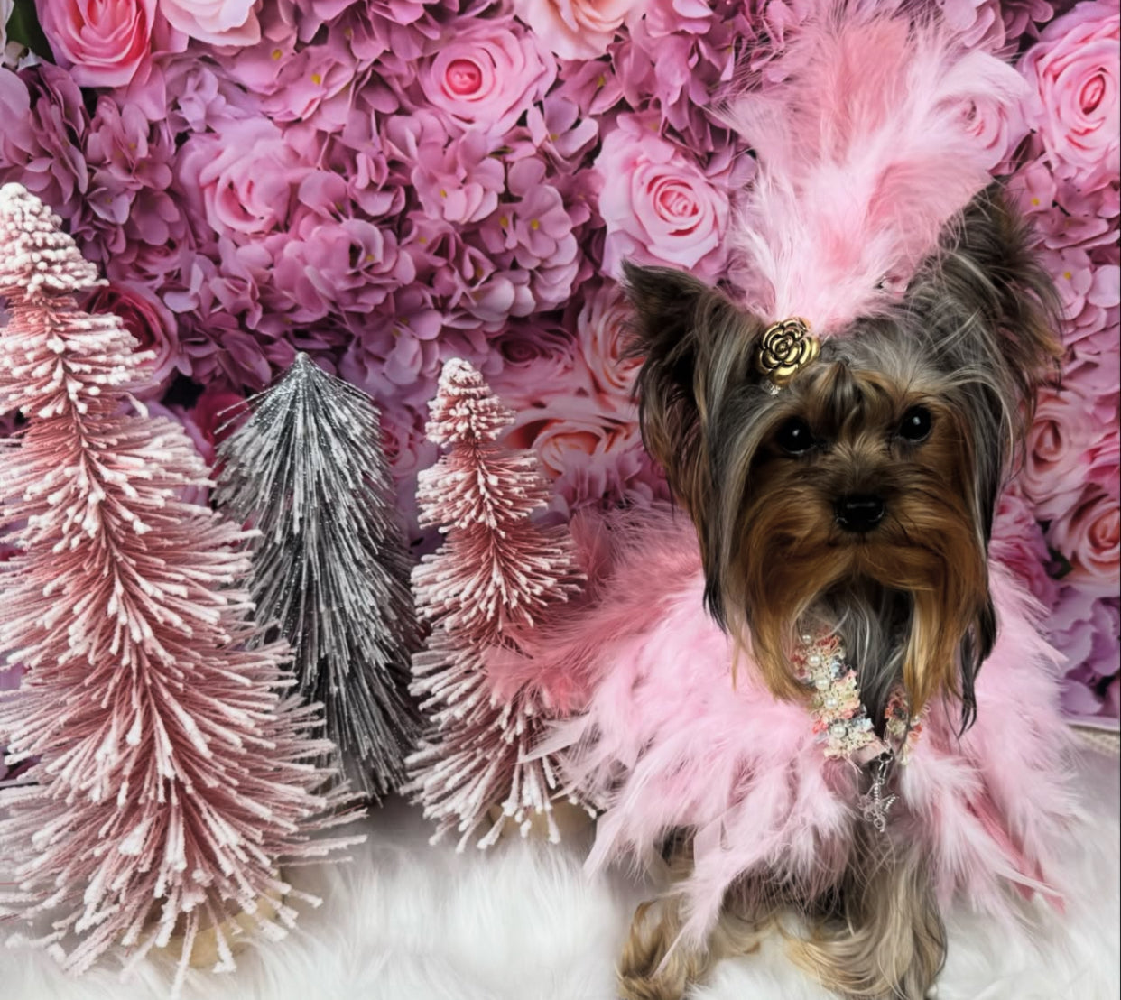 Haute: Whimsical*