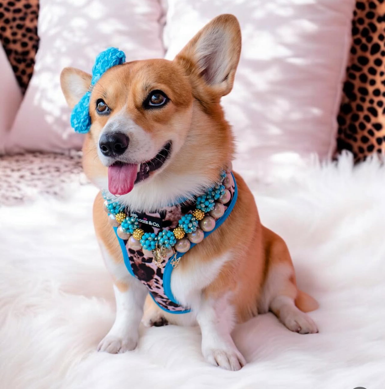 Exotic Reversible Harness