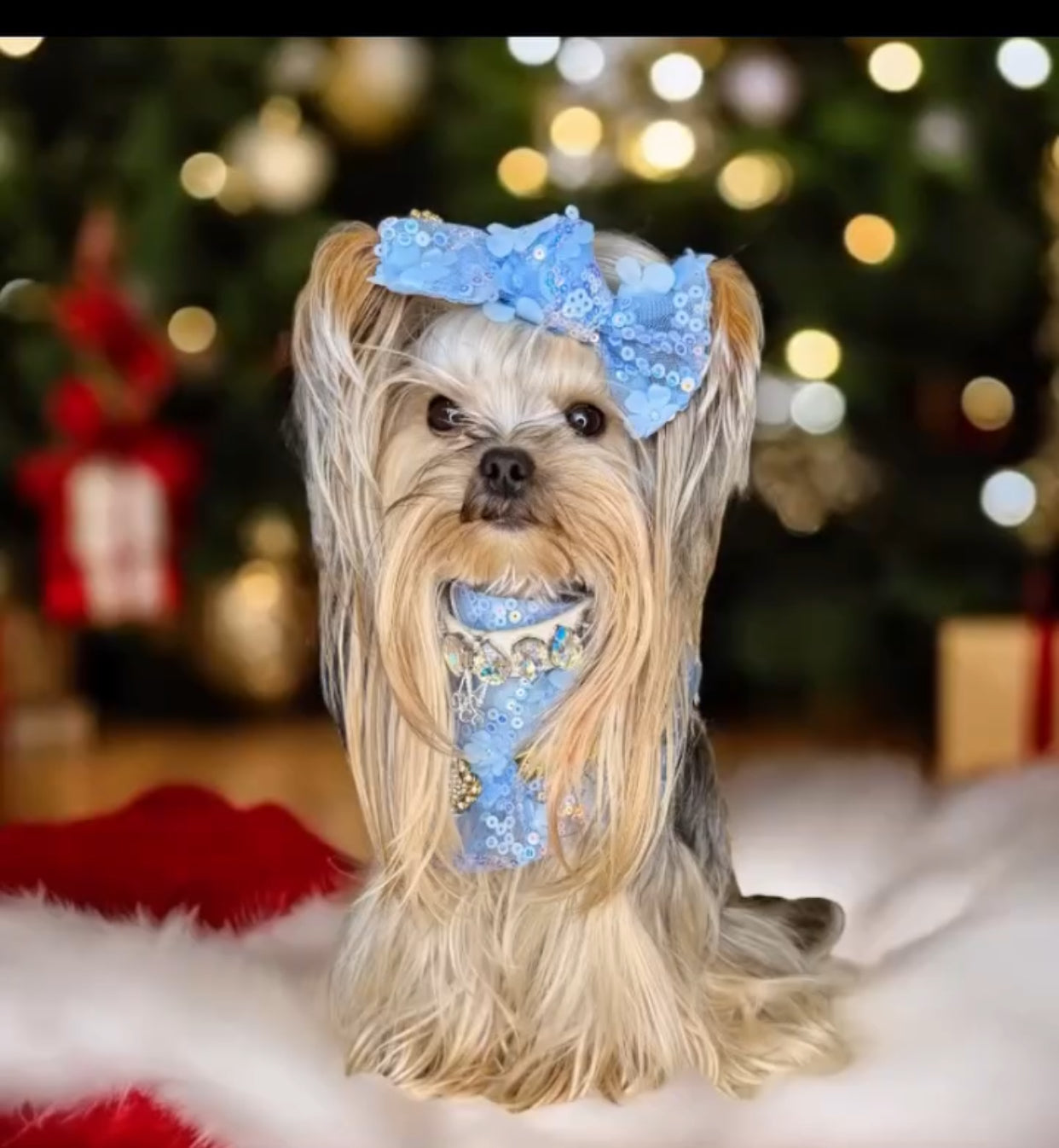 Celebrations II: The Josie