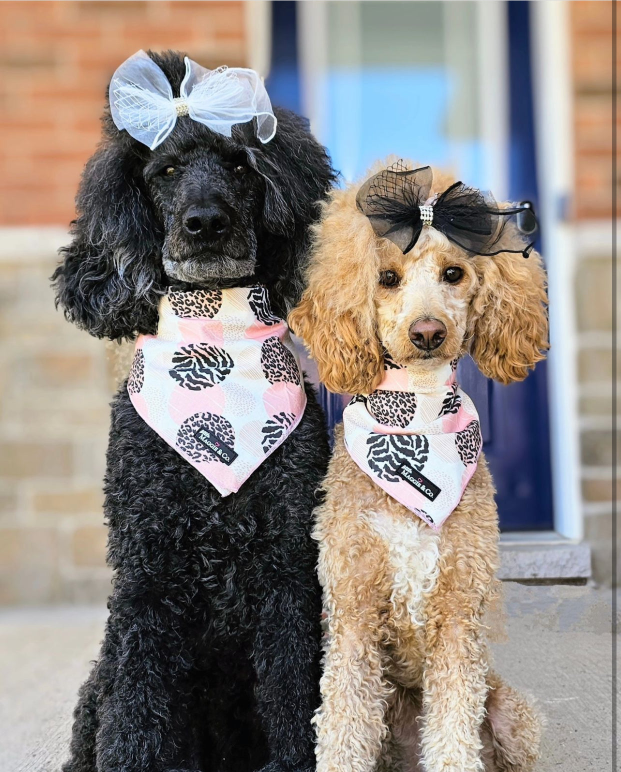 Bandana Set: Pawty Animal