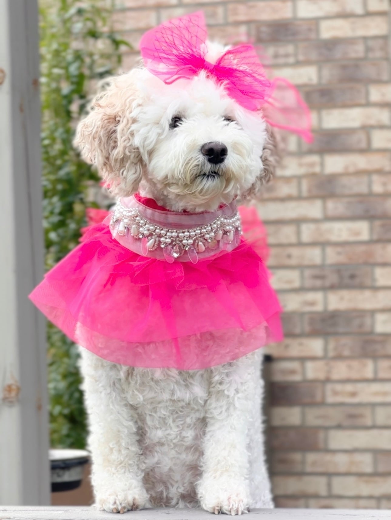 Royal Birthday: Love Story