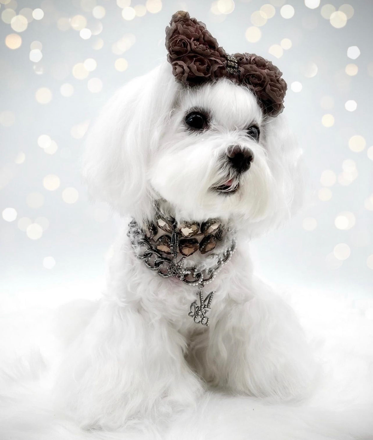 Furever Roses: Chocolate