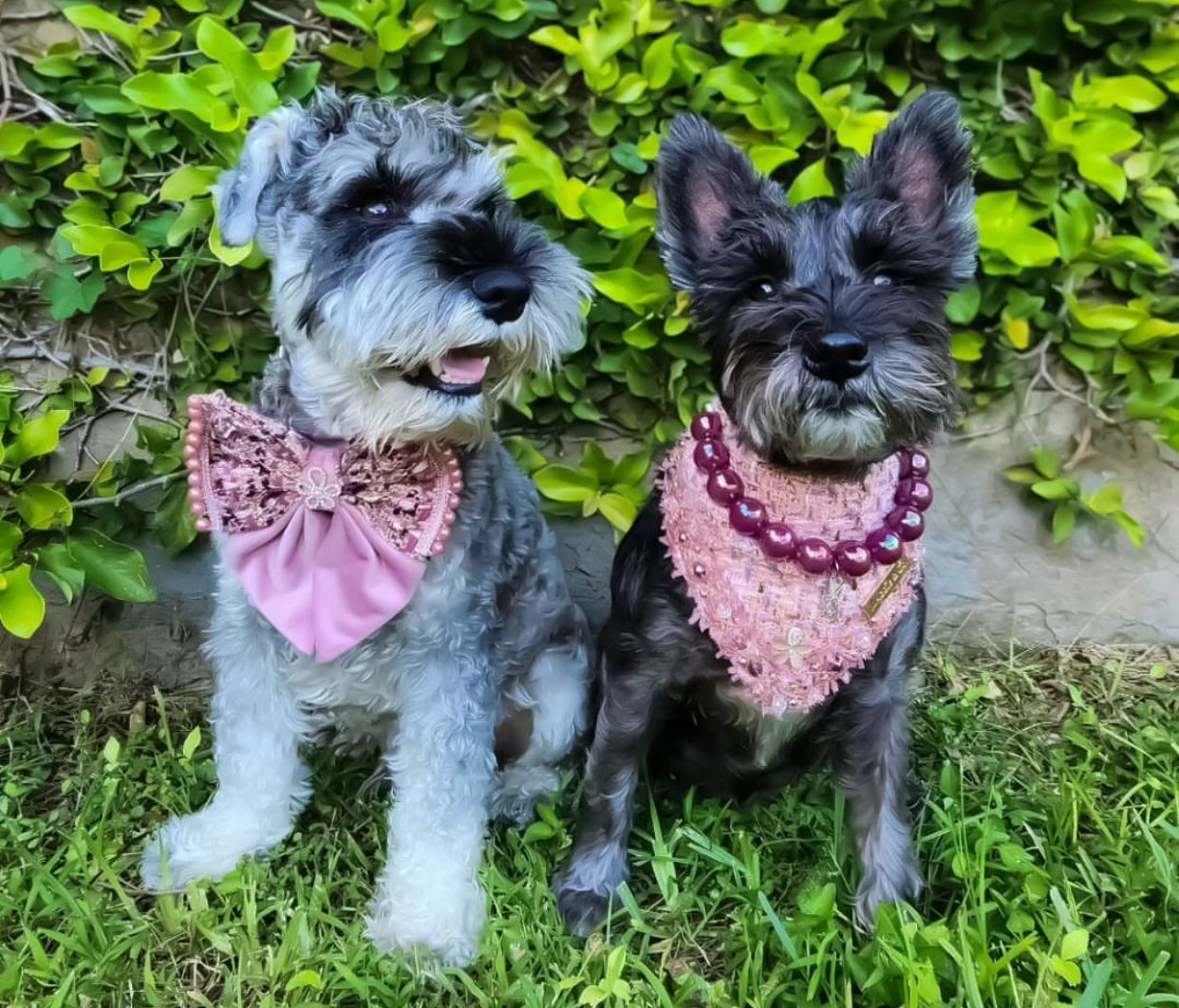 Special Edition: The Rebel