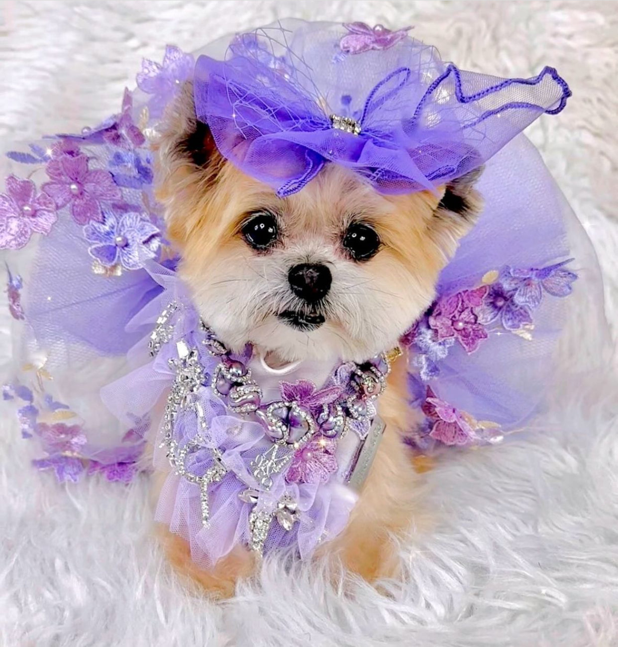 Formal Affair: Shades of Lavender (with feathers)