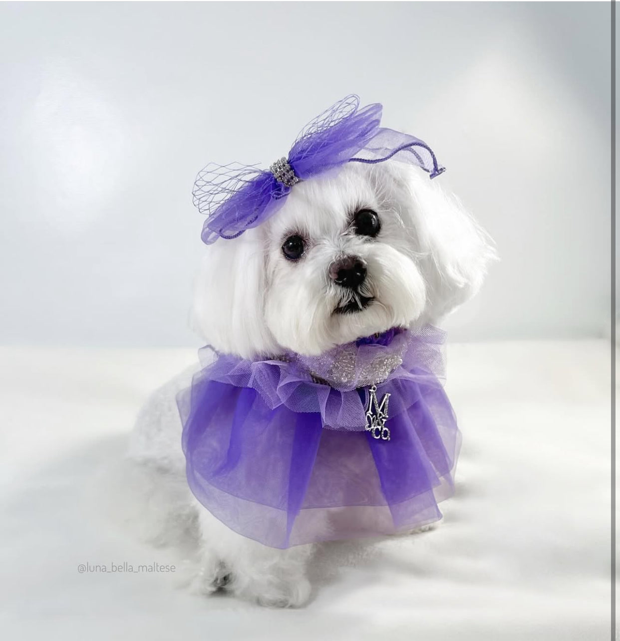 Royal Birthday: La Belle Vie