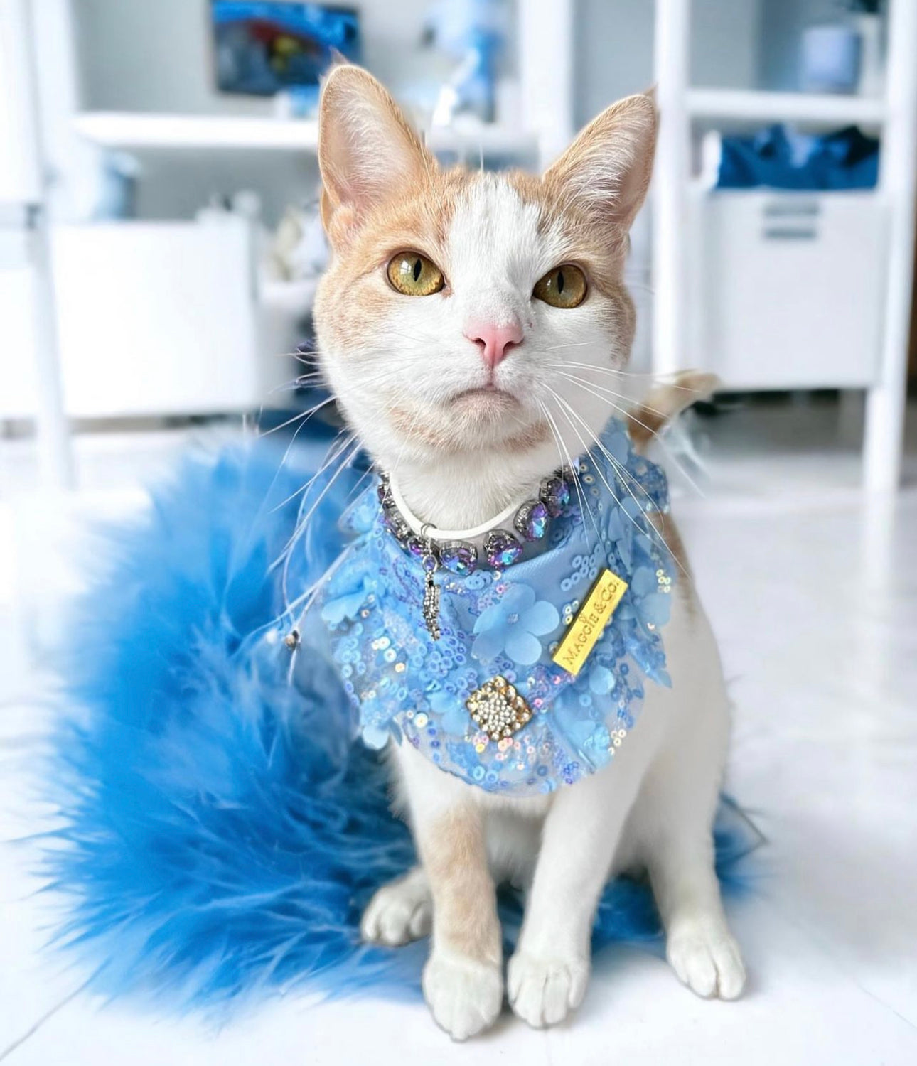 Celebrations II: The Josie