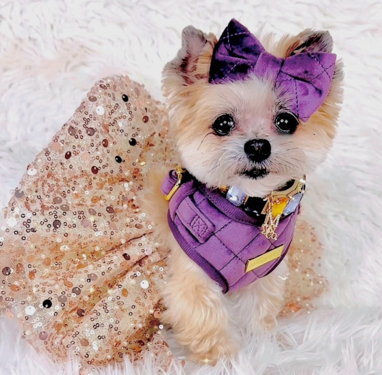 Velvet: The Susana Harness