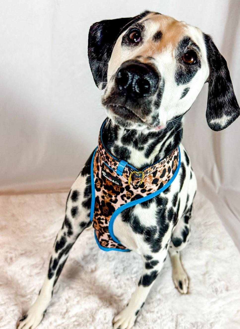 Exotic Reversible Harness