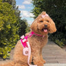 The Fuchsia Dog Harness