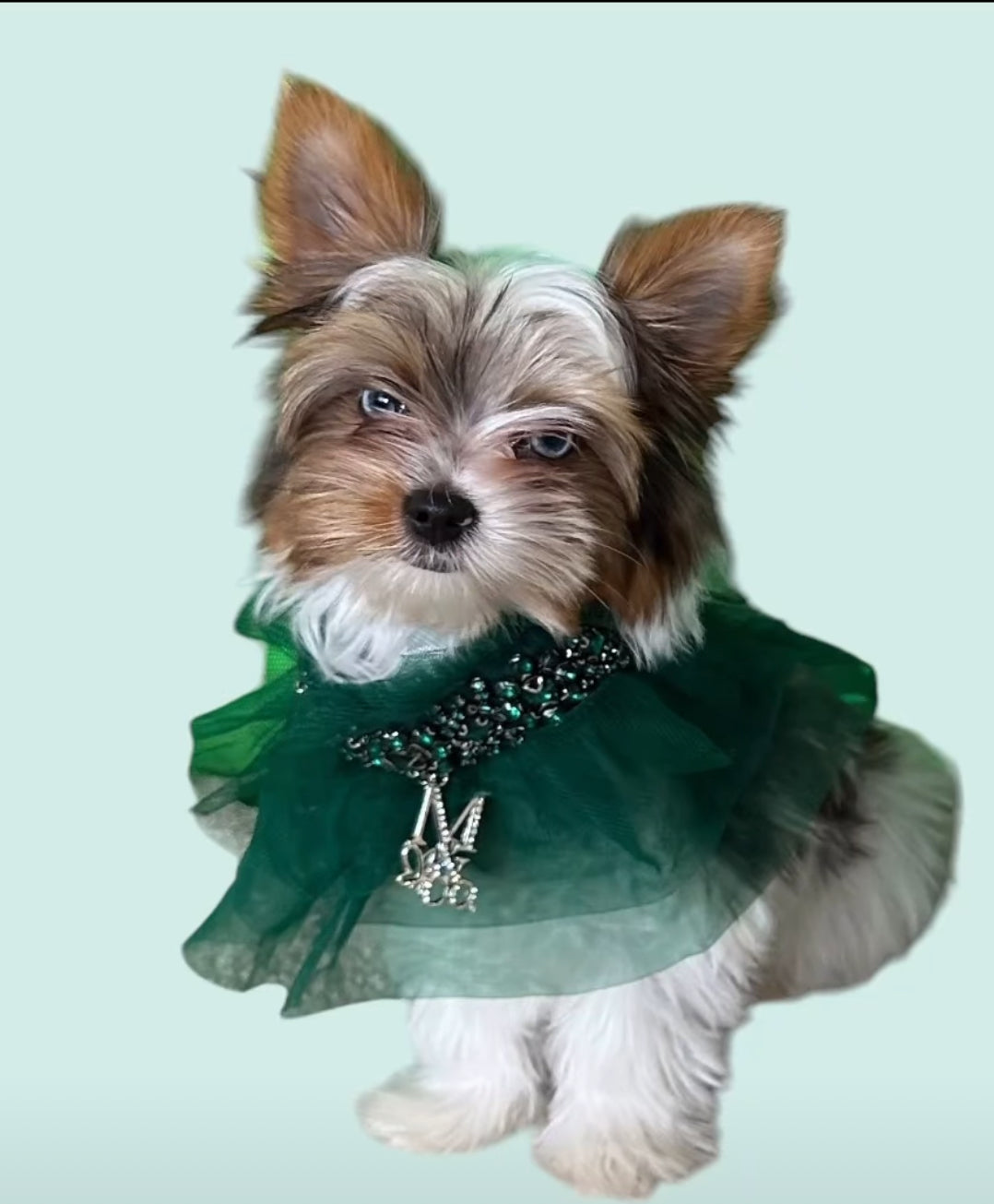 Signature: Green with Envy