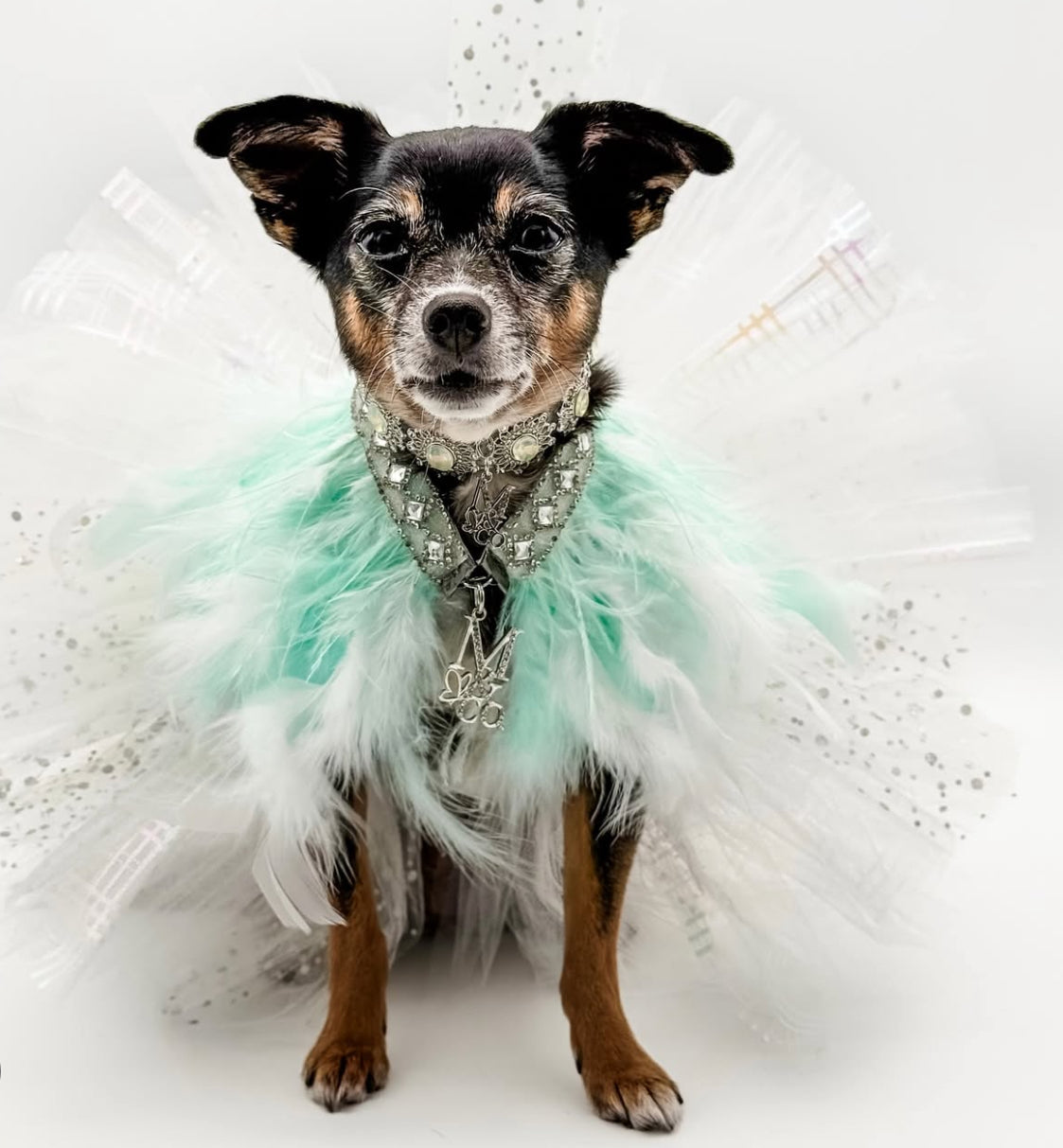 Fairytale Feathers: Prince Charming BB (pre-order)