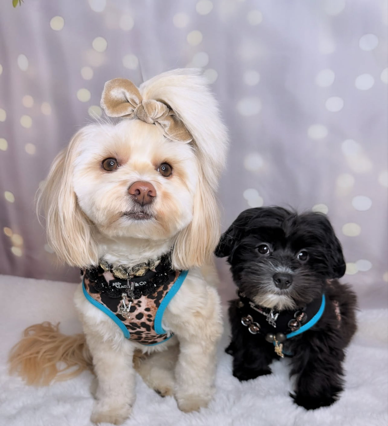 Exotic Reversible Harness