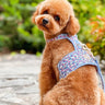 The Periwinkle Dog Harness