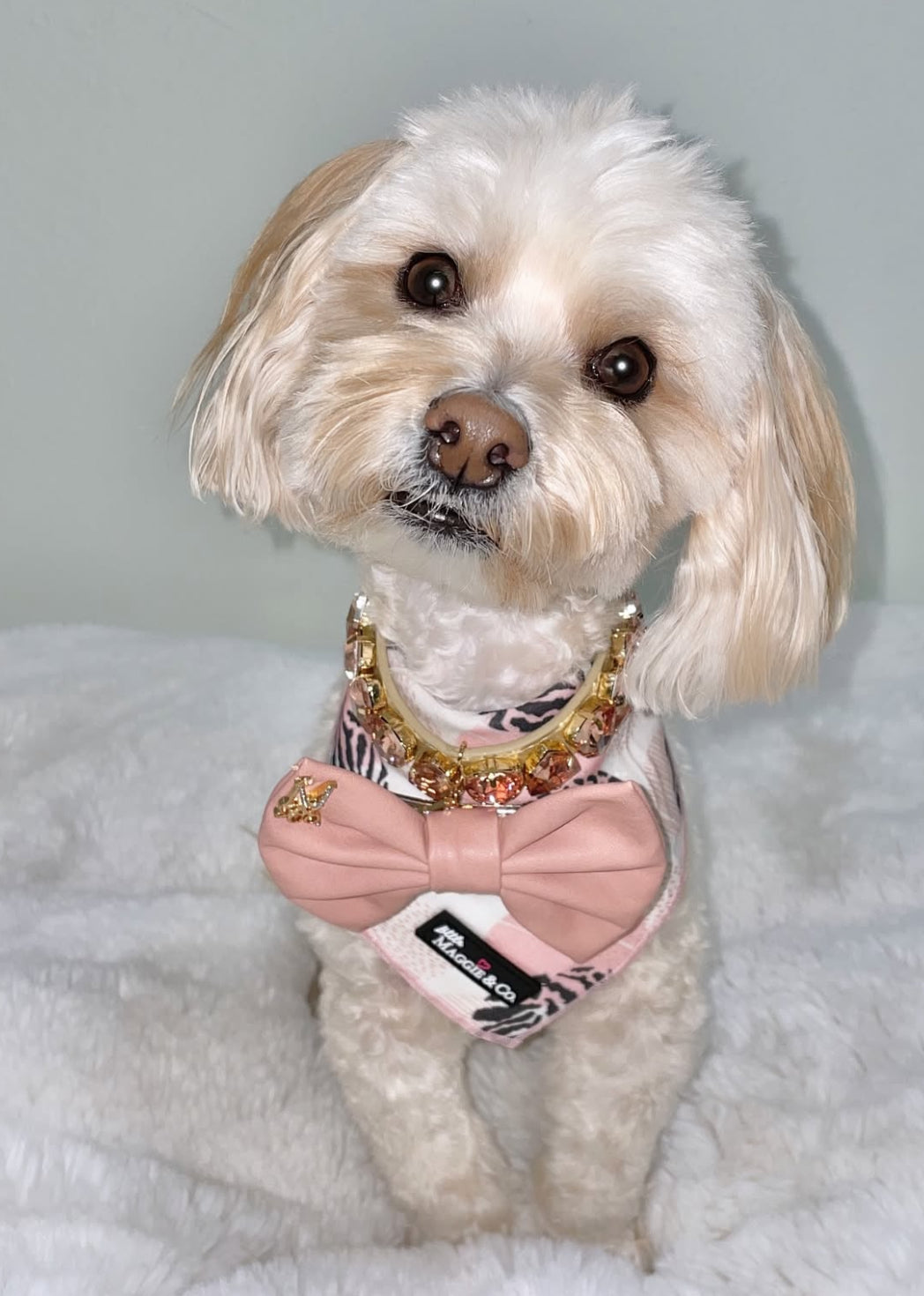 Bandana Set: Pawty Animal