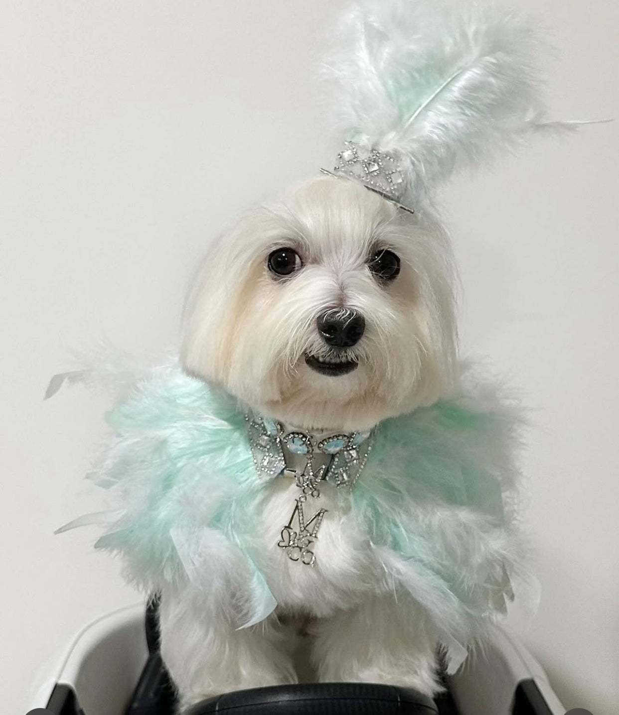 Fairytale Feathers: Prince Charming BB (pre-order)