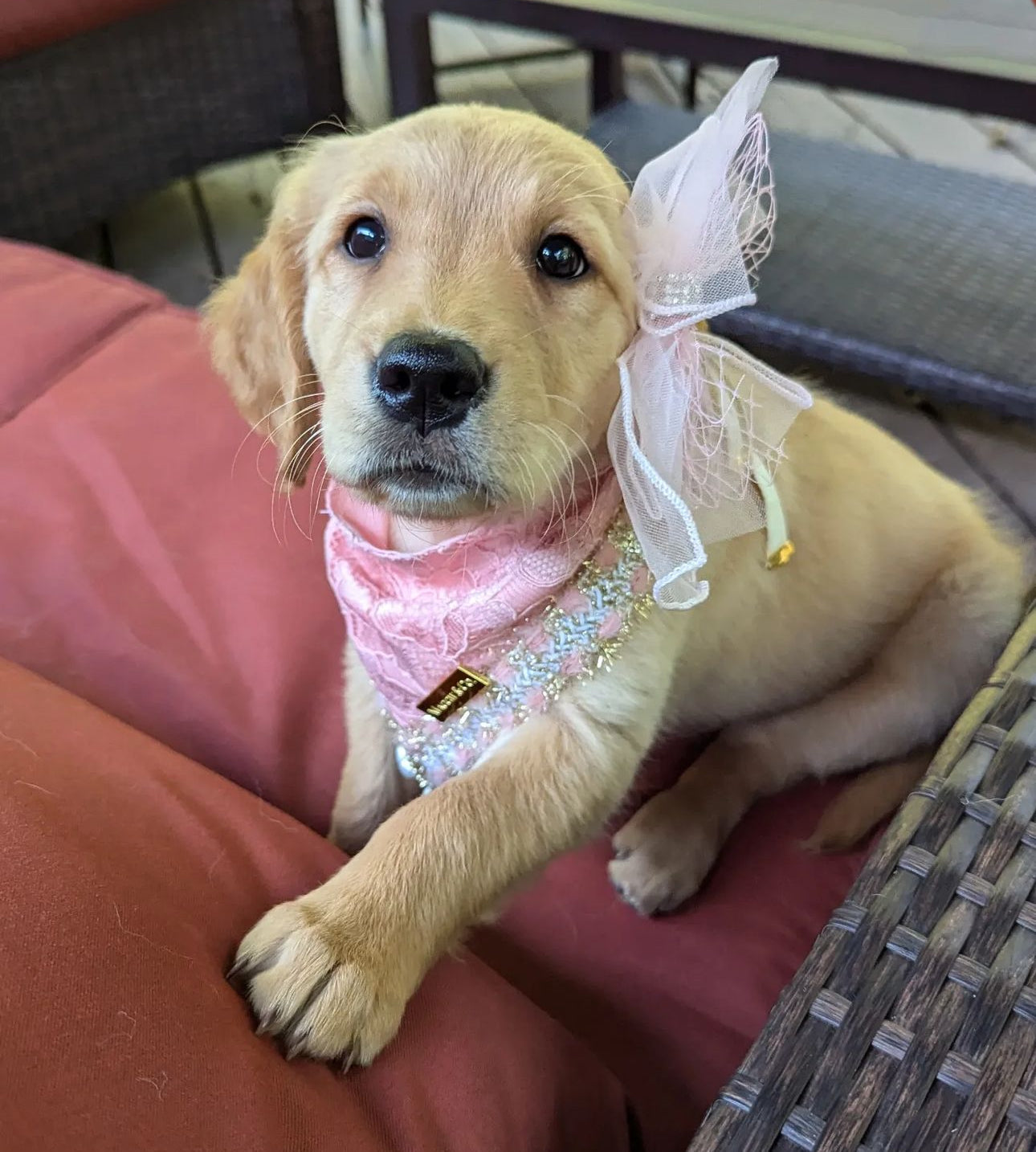 Romance Collection: The Minnie