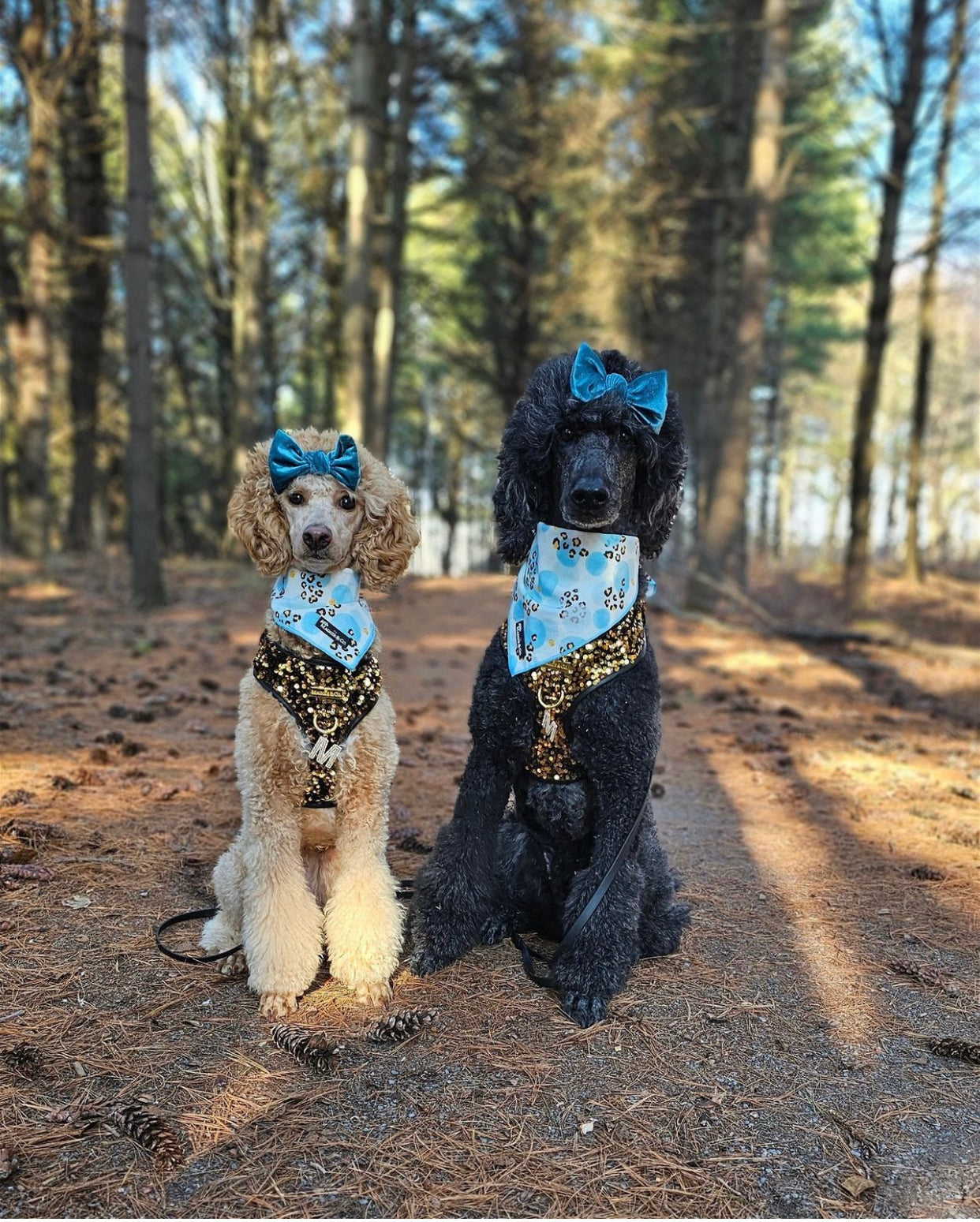 Bandana Set: Blue’s Gone Wild