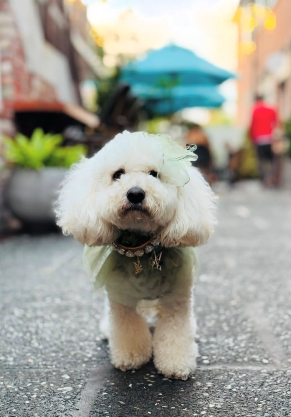 Signature: Fairy Kisses