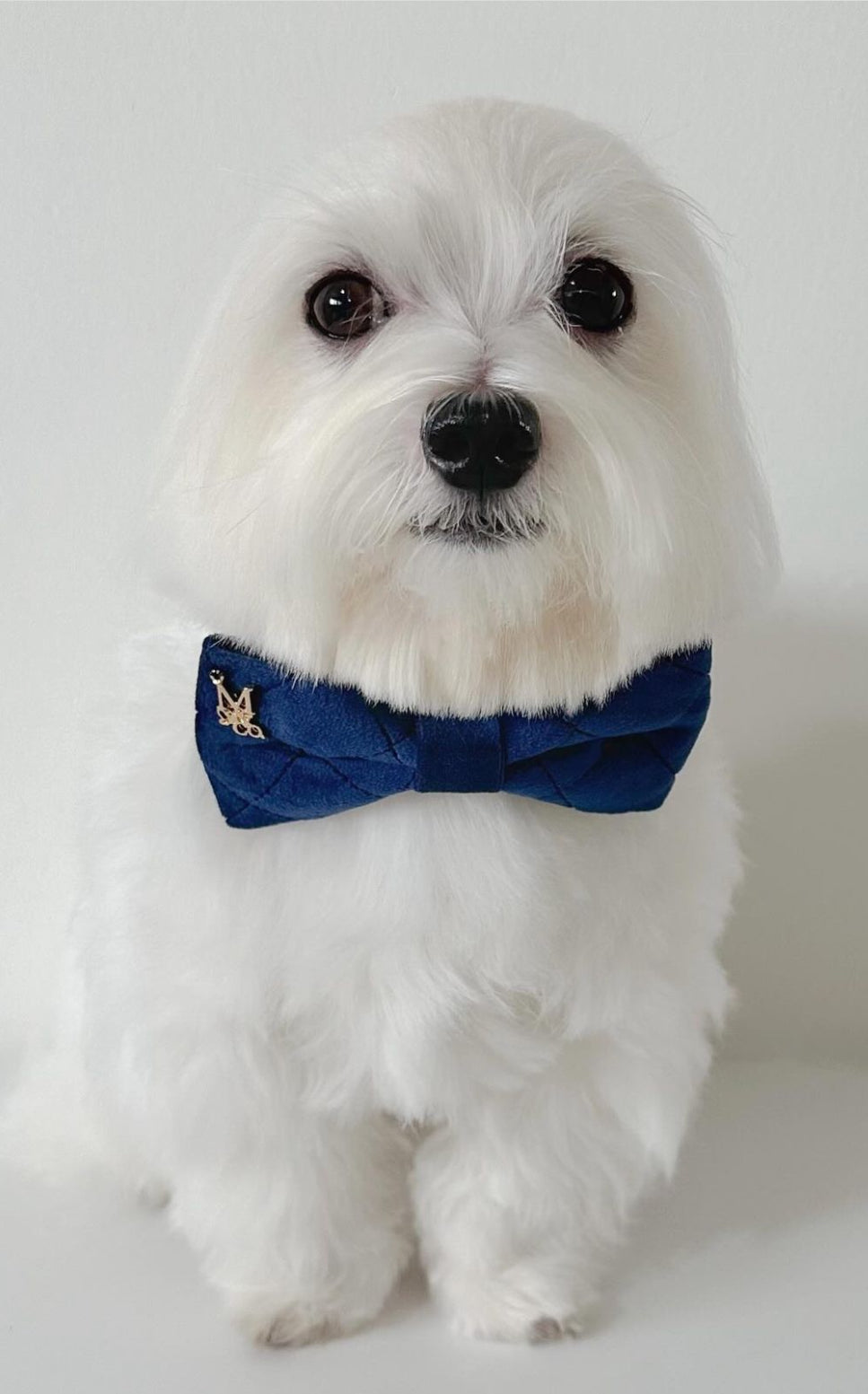 Velvet: The Karena Bow Tie