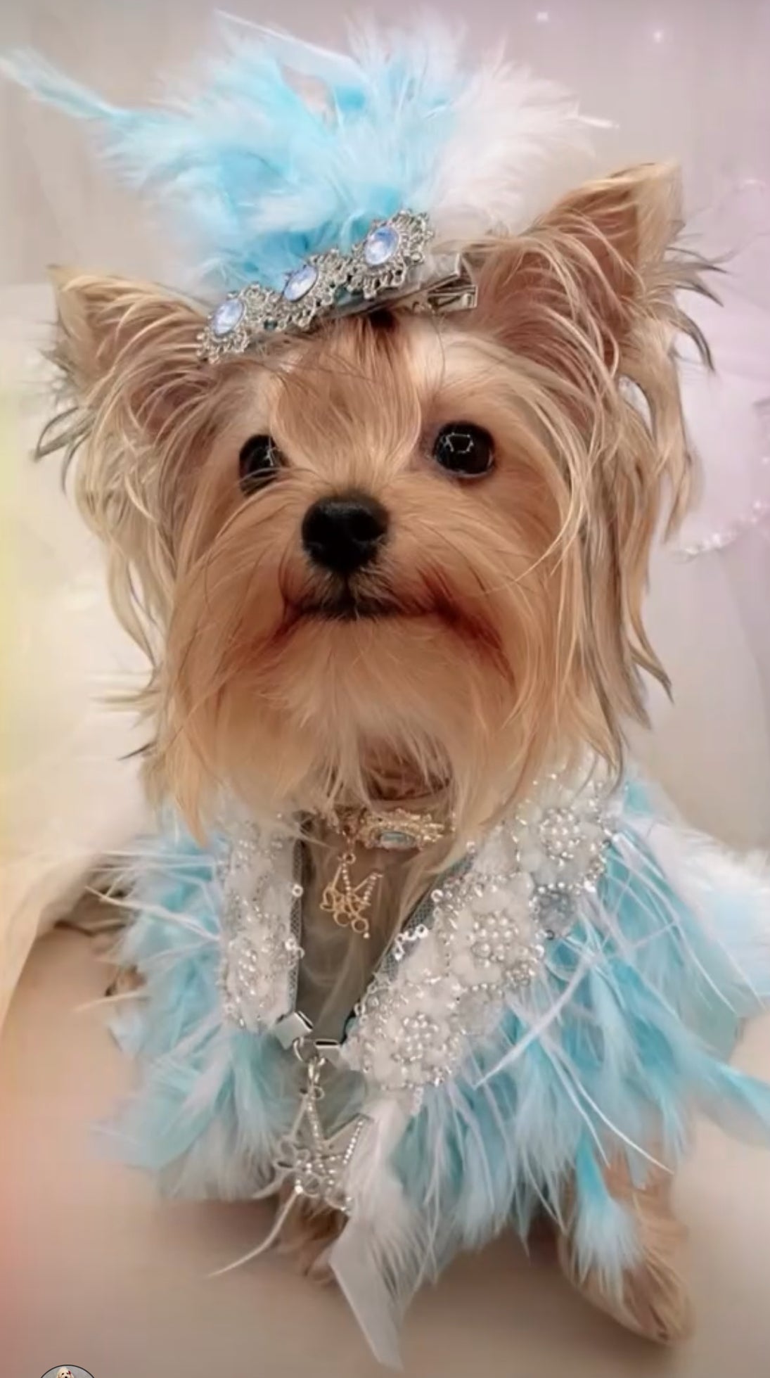 Fairytale Feathers: The Cinderella