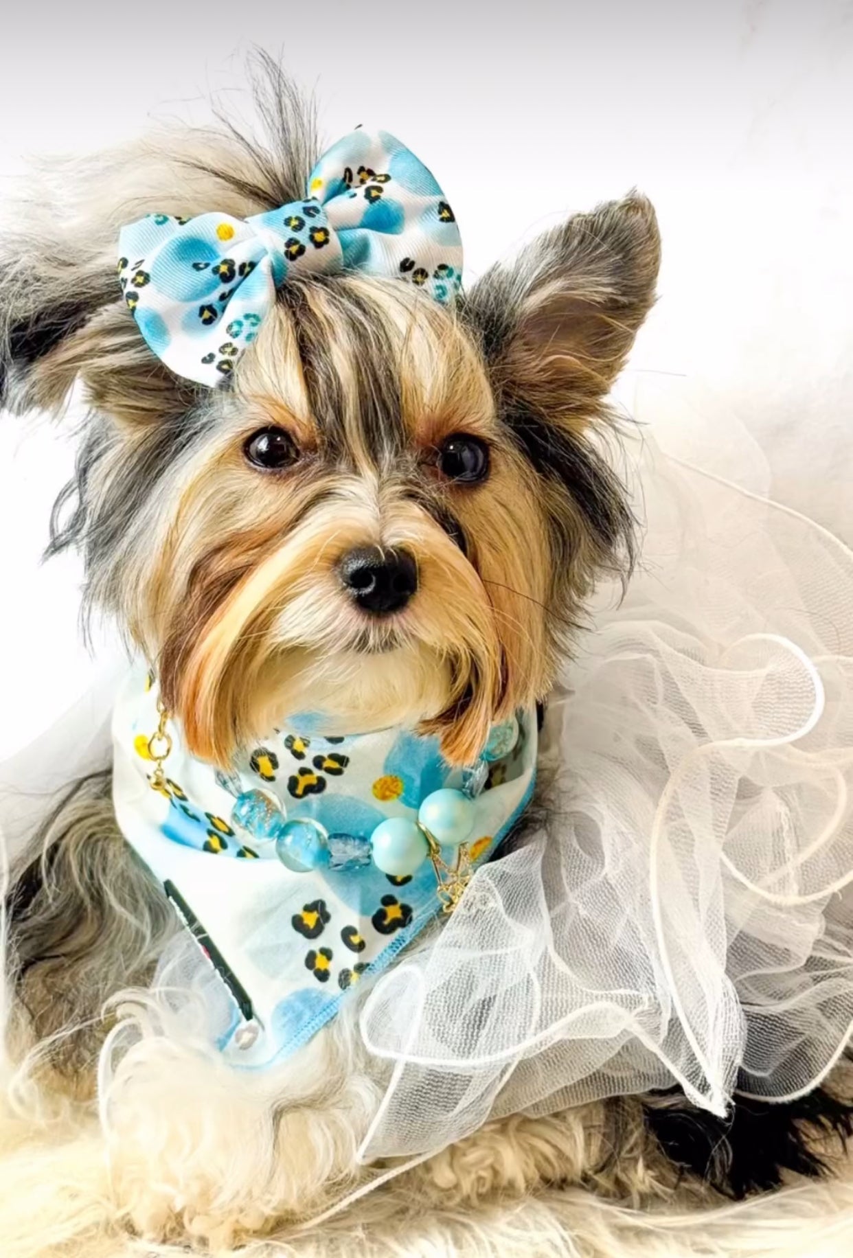 Bandana Set: Blue’s Gone Wild