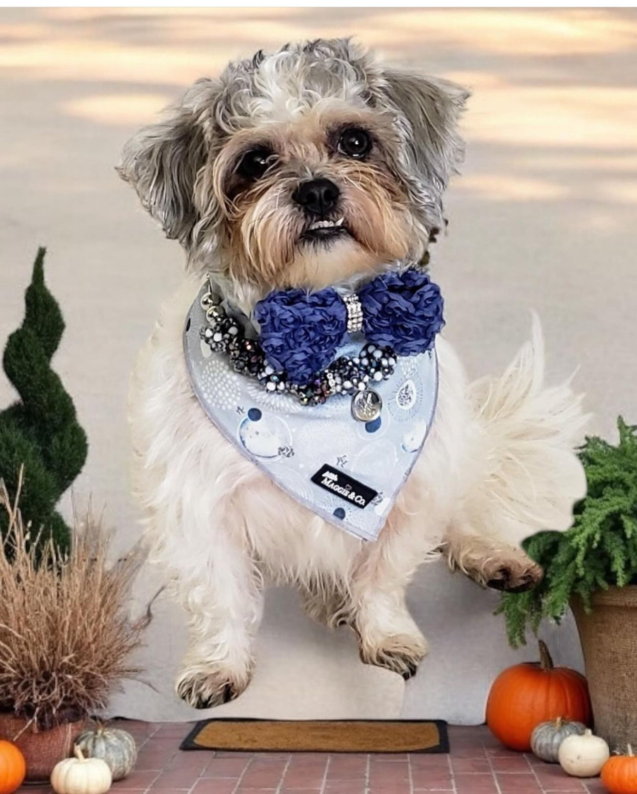 Bandana Set: Magical Dreams