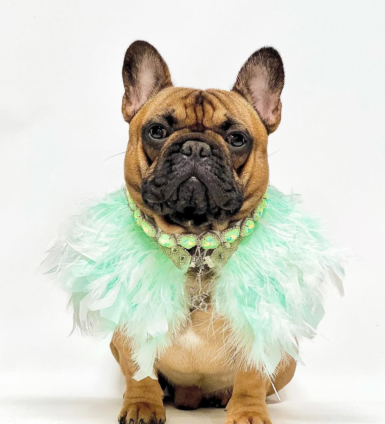 Fairytale Feathers: Prince Charming BB (pre-order)