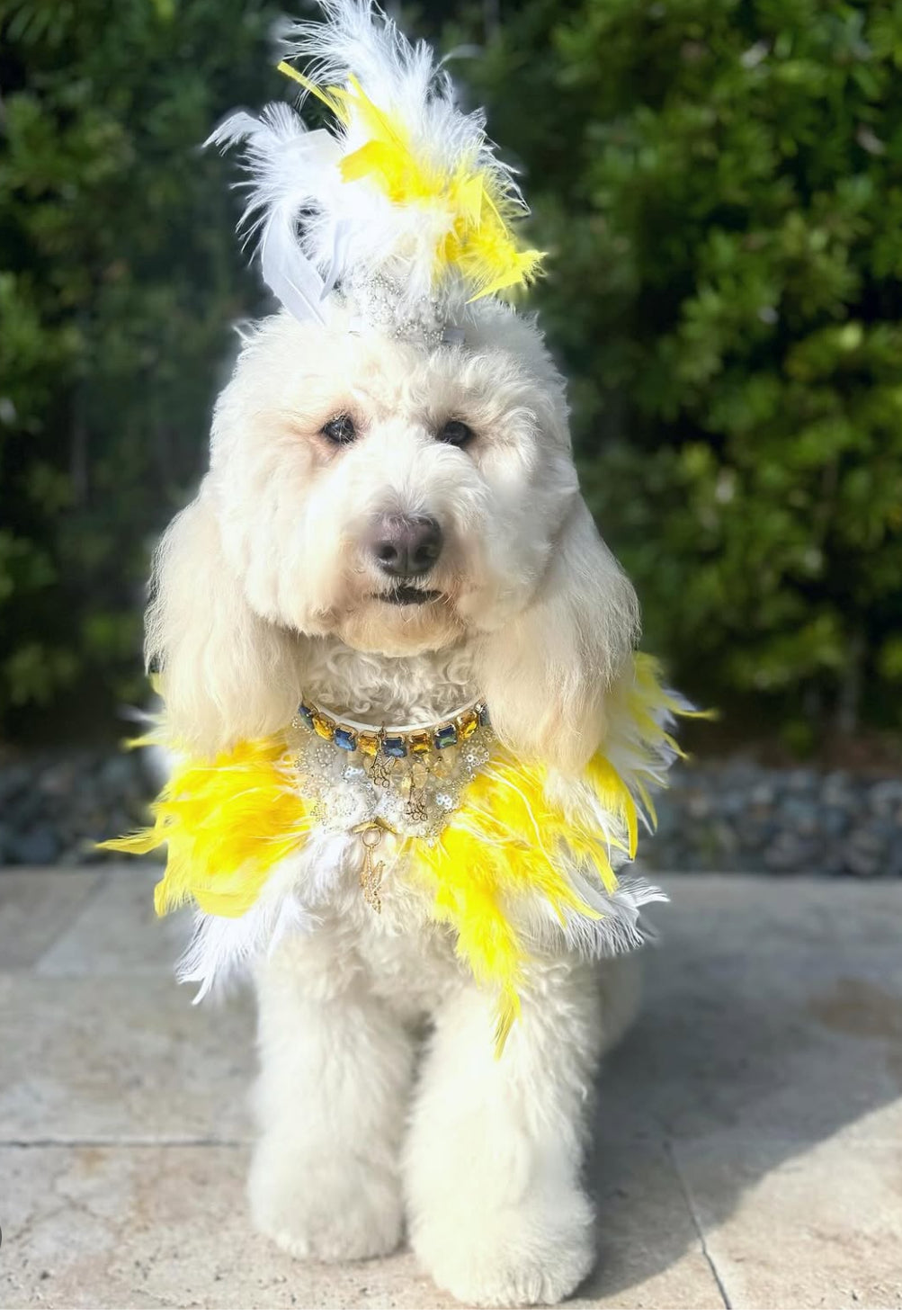 Fairytale Feathers: The Belle