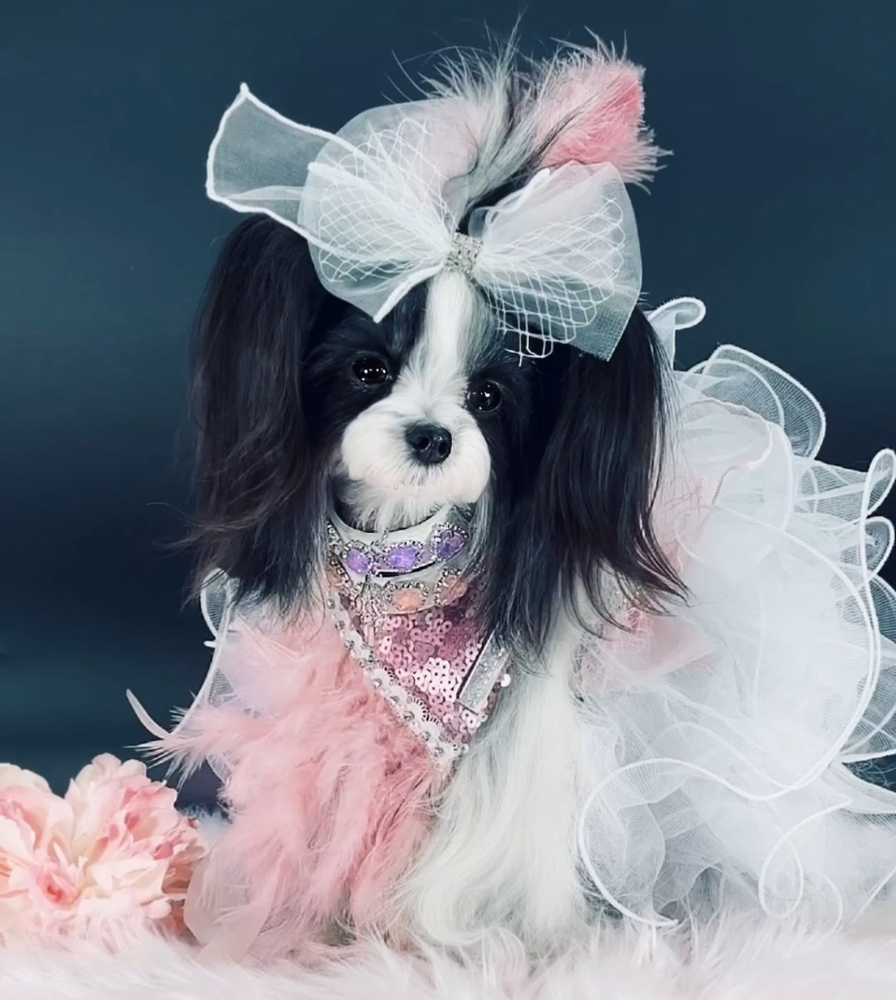 Holiday Collection: Blushing