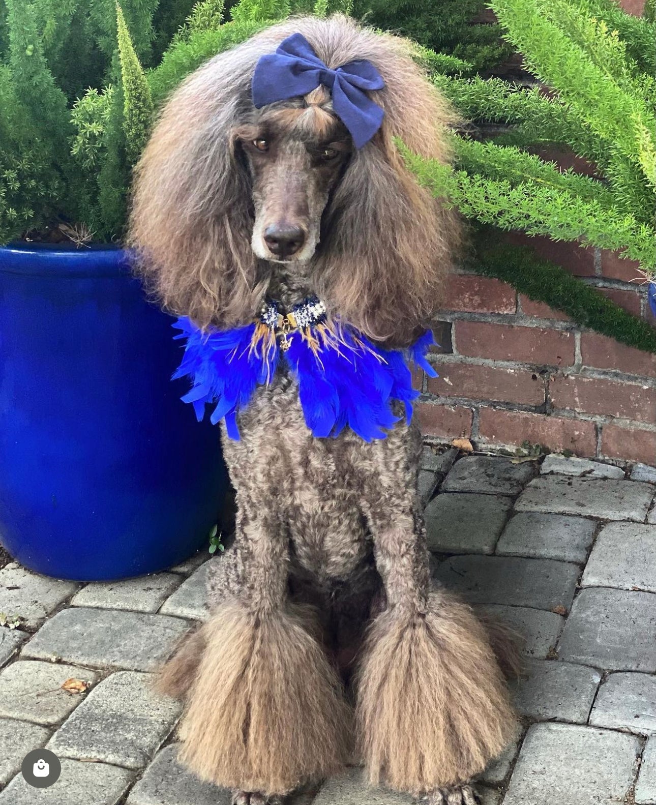Haute: Royal Blue