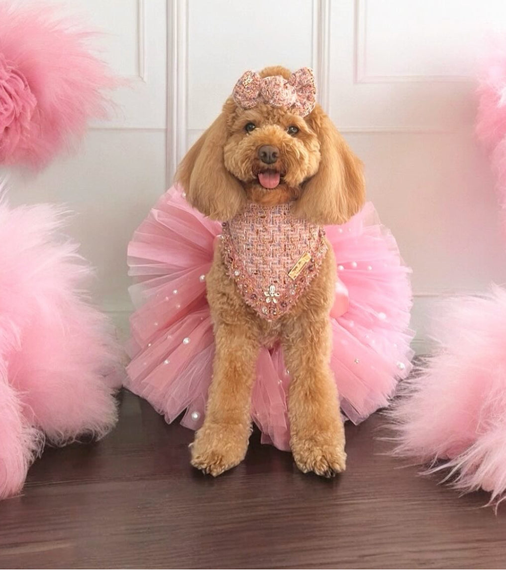 Special Edition: The Rebel