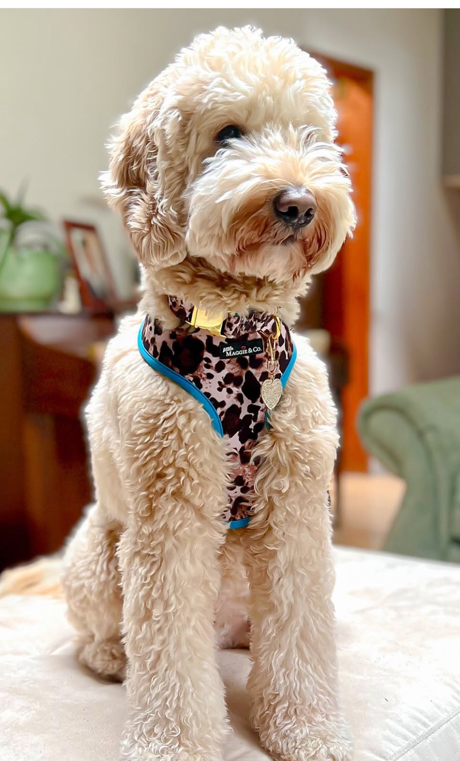 Exotic Reversible Harness