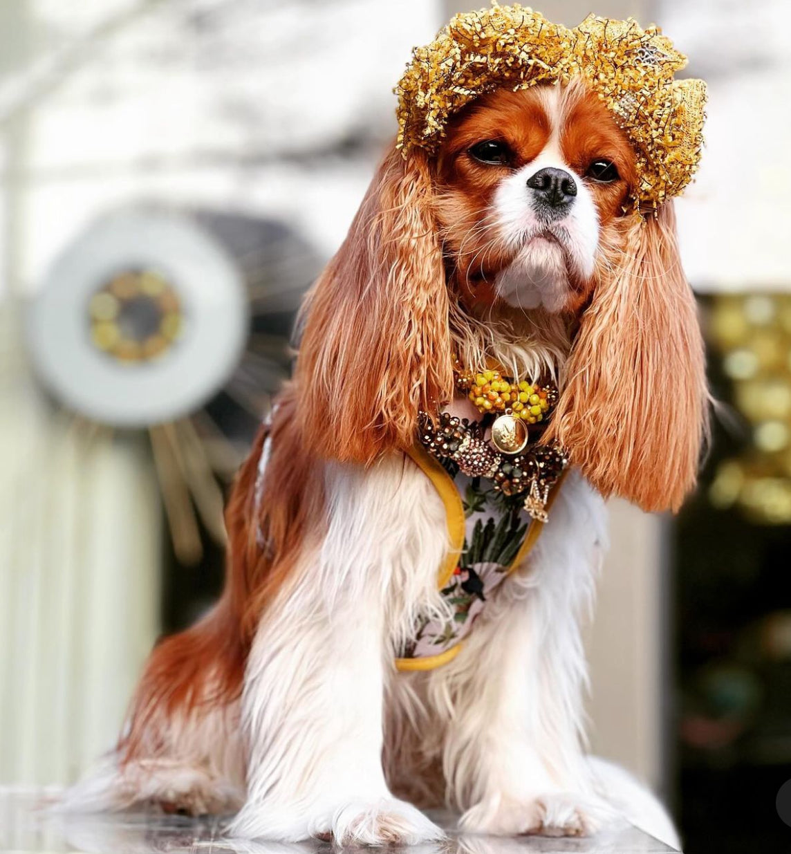 Into the Wild Reversible Harness