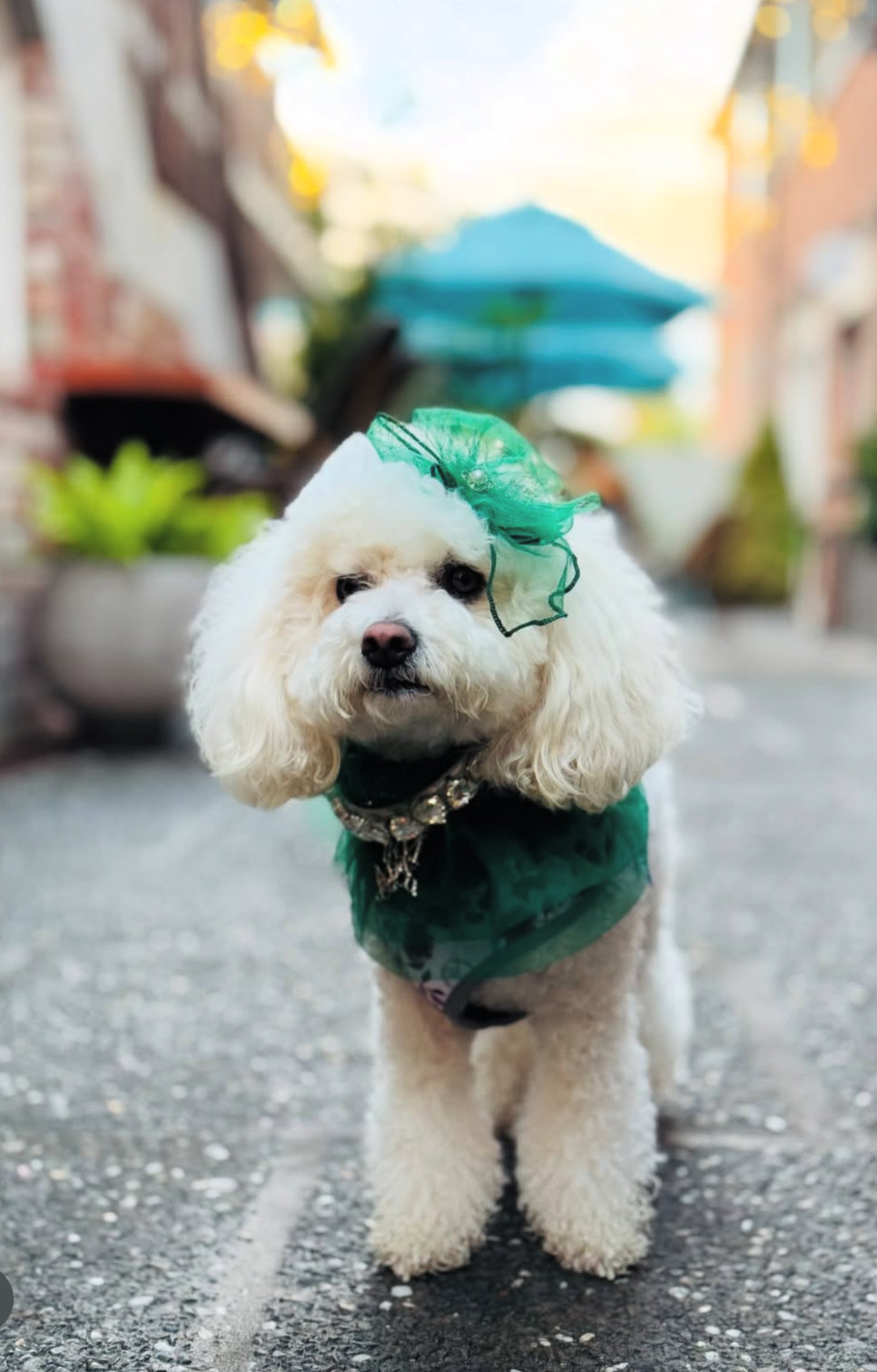 Signature: Green with Envy