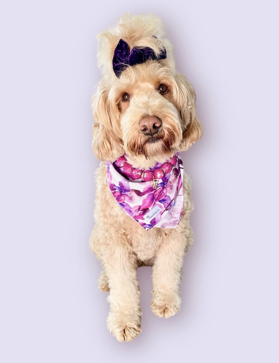 Classics: Fuchsia Blooms