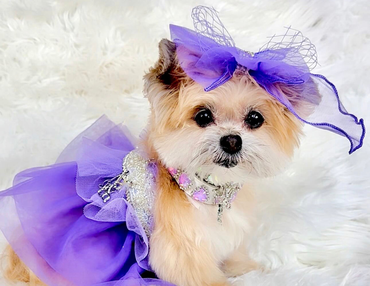 Royal Birthday: La Belle Vie