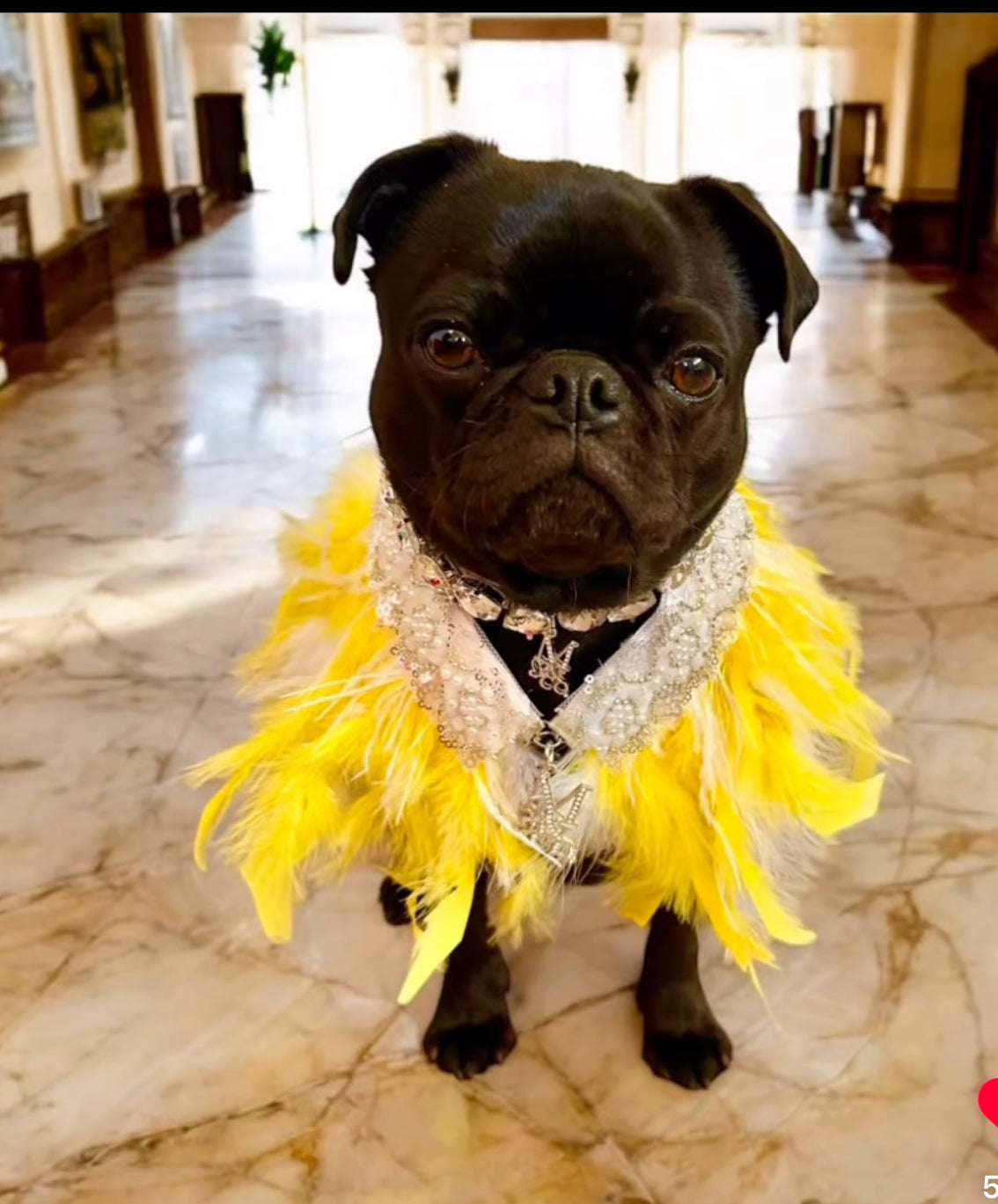 Fairytale Feathers: The Belle