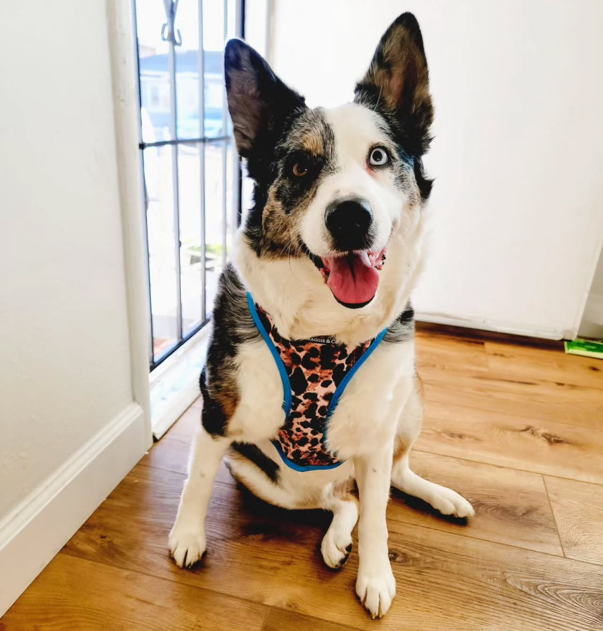 Exotic Reversible Harness