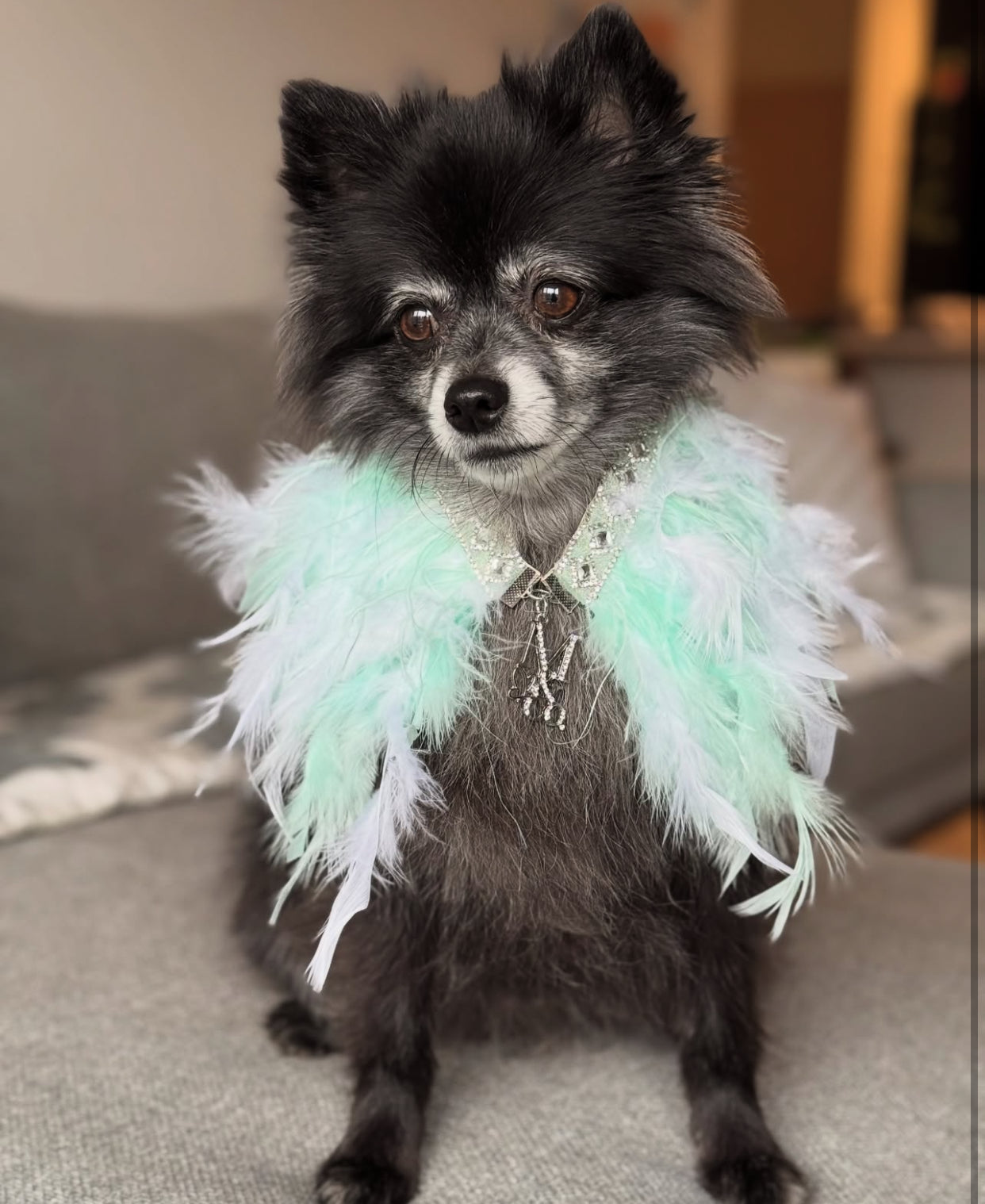 Fairytale Feathers: Prince Charming BB (pre-order)