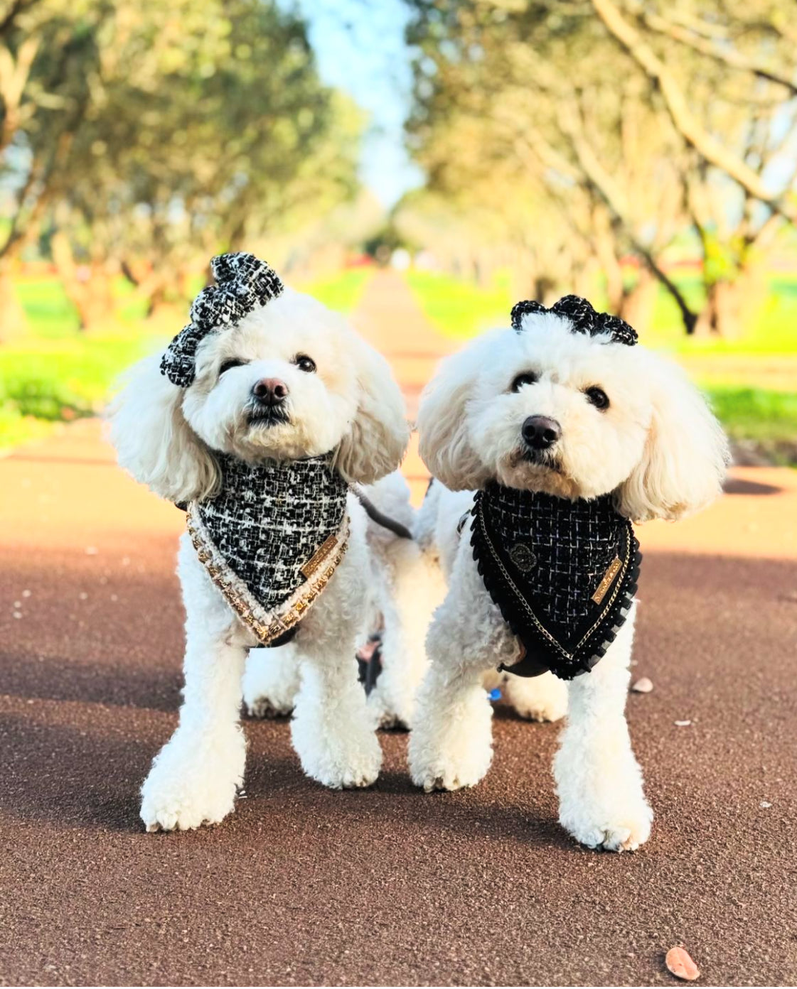 Special Edition: The Lincoln