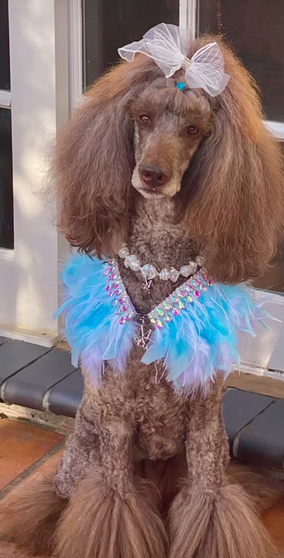Fairytale Feathers: The Cinderella