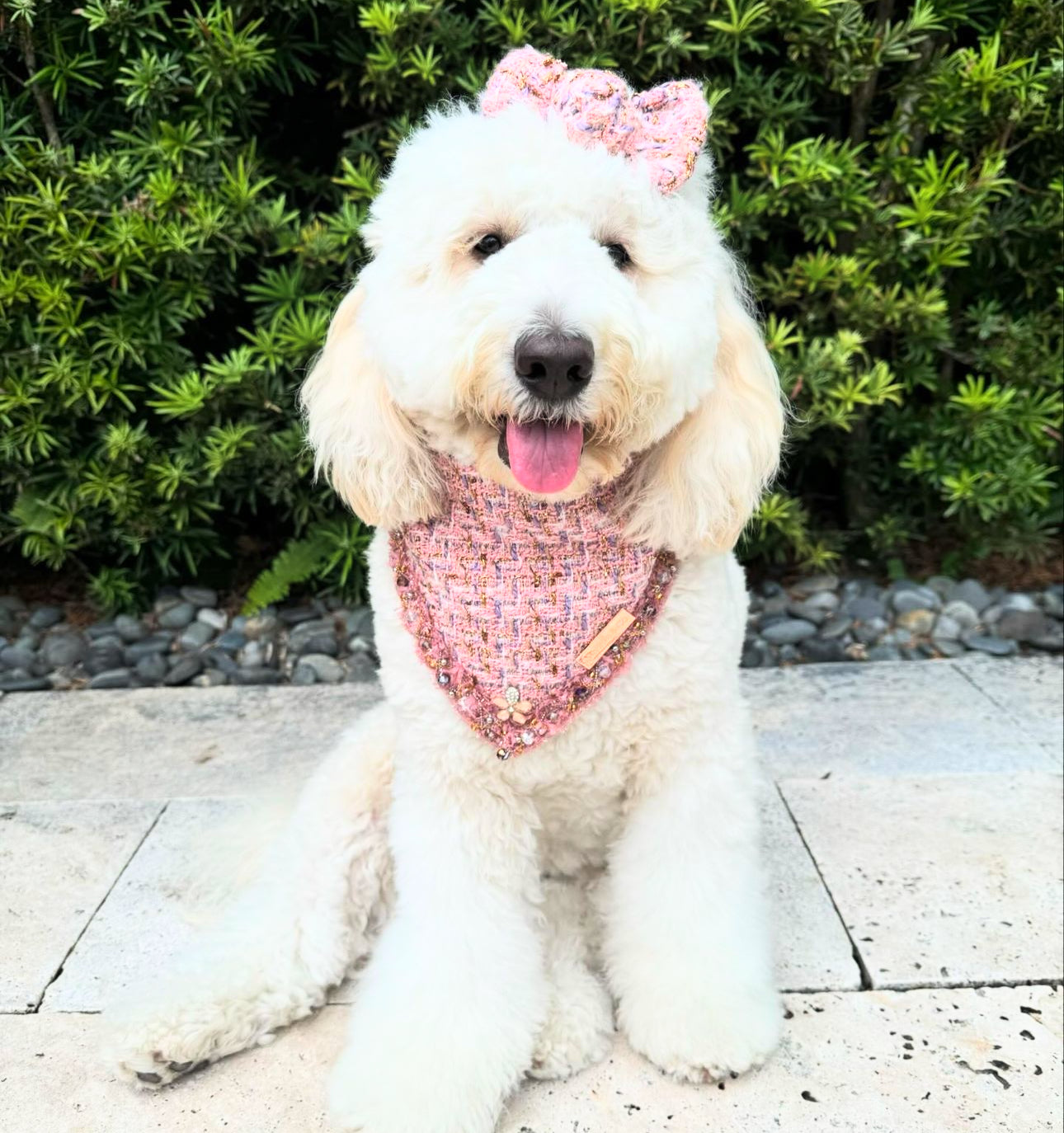 Special Edition: The Rebel