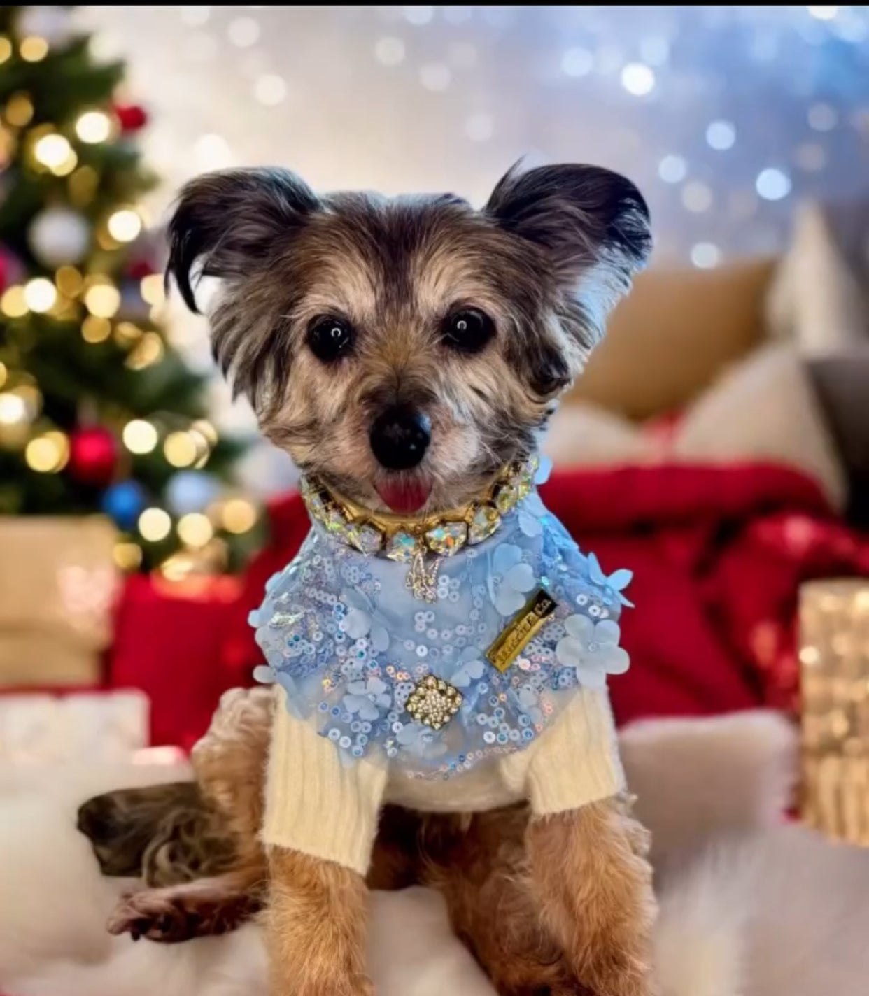 Celebrations II: The Josie