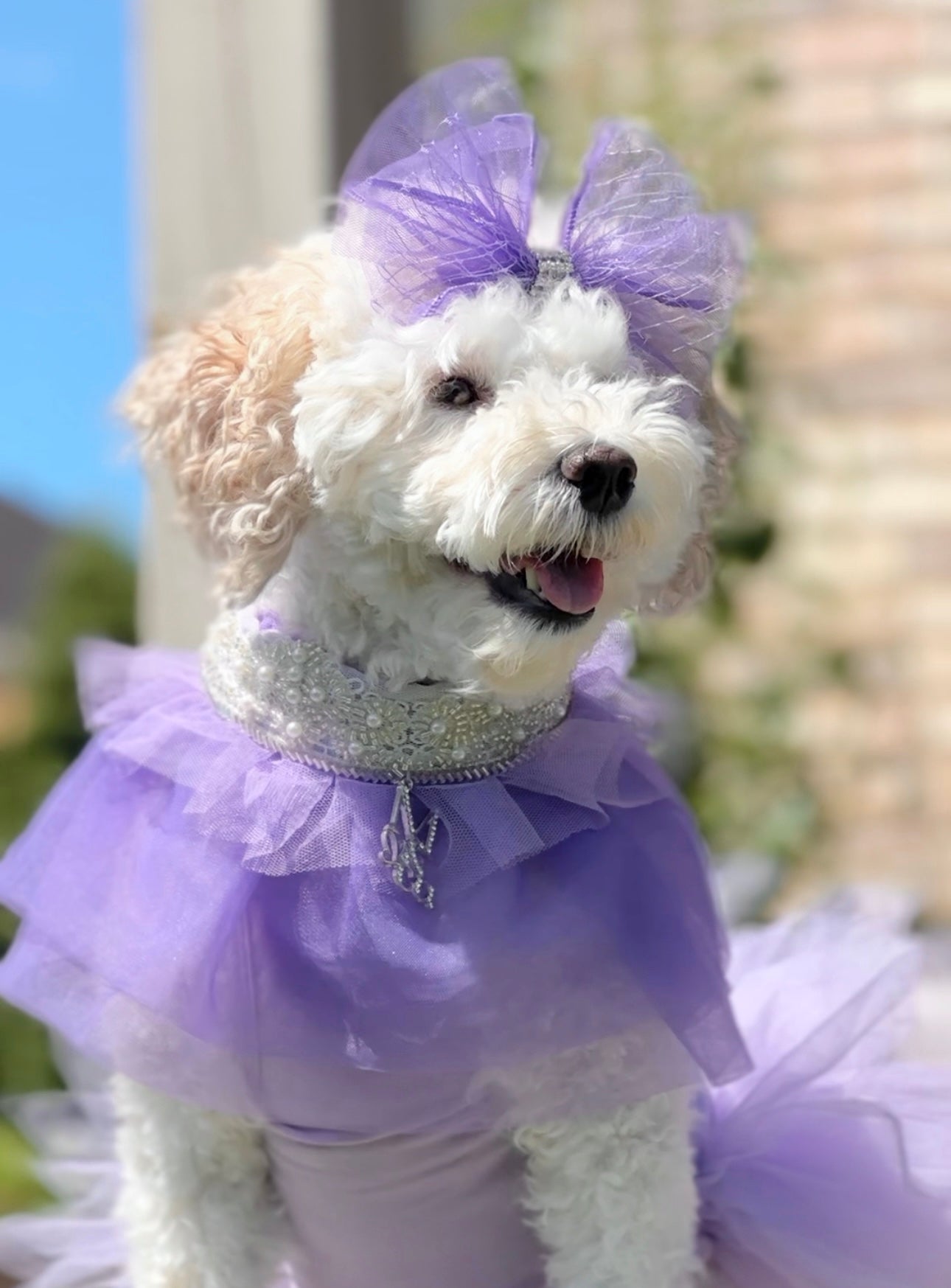 Royal Birthday: La Belle Vie