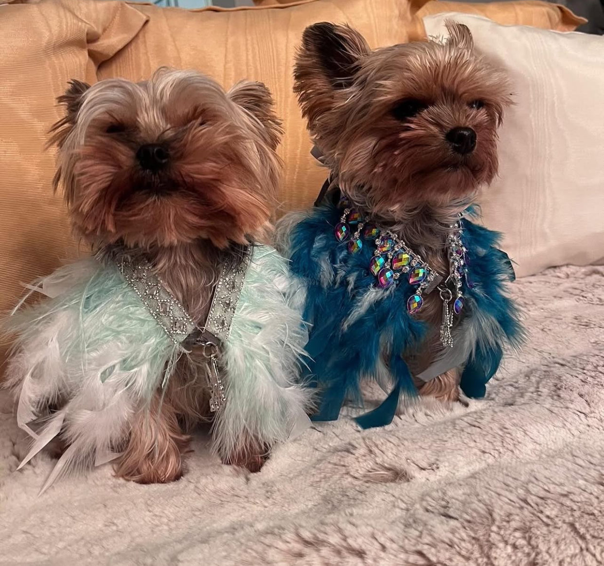 Fairytale Feathers: Prince Charming BB (pre-order)