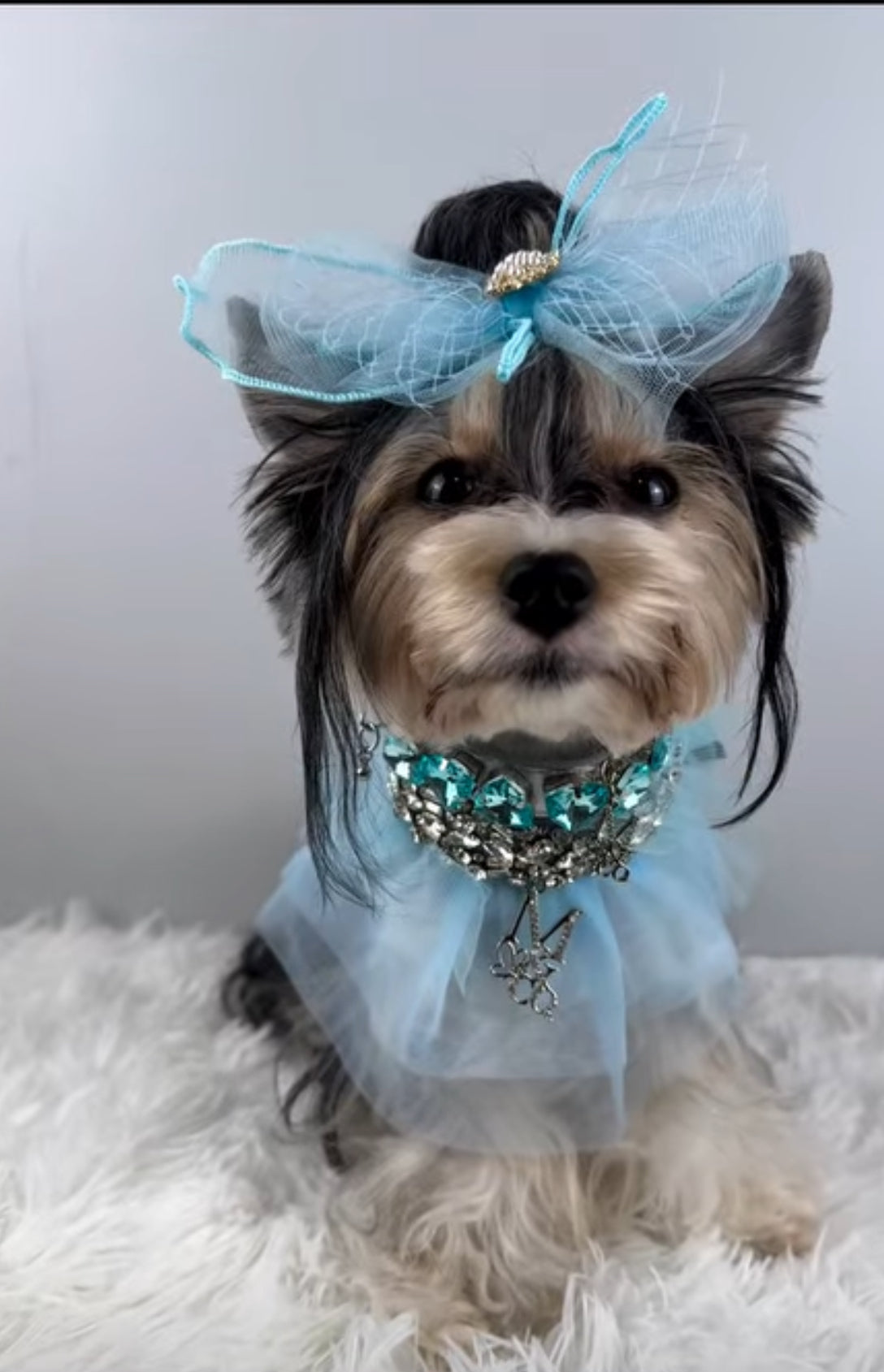 Signature: Winter Fairy